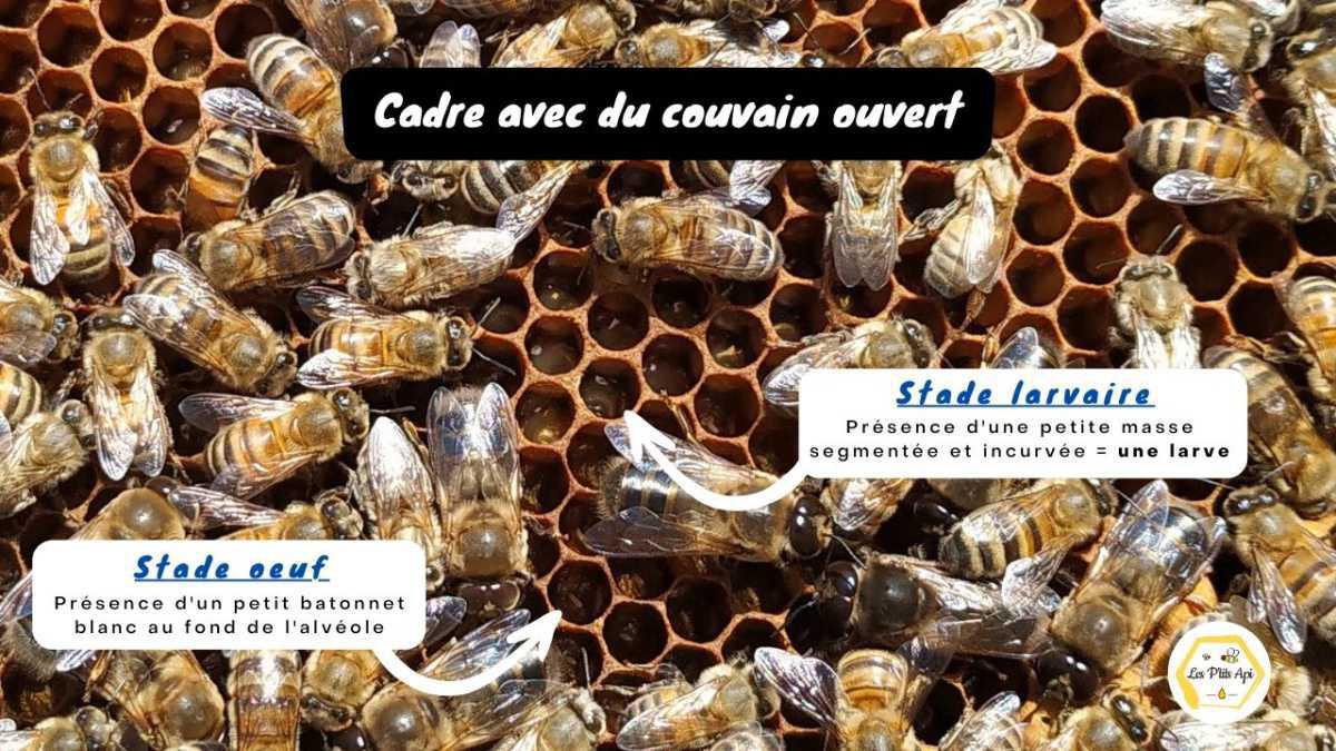 Quand et où placer un nouveau cadre ciré dans une ruche ? Quand et où placer un nouveau cadre ciré dans une ruche ?