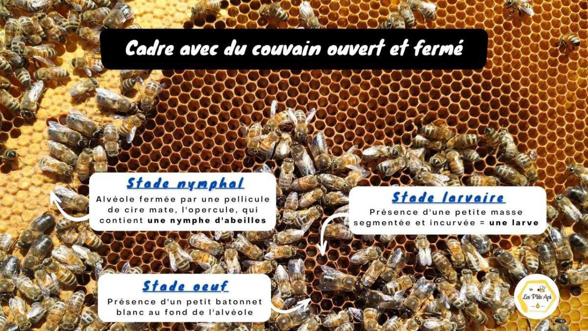 Quand et où placer un nouveau cadre ciré dans une ruche ?