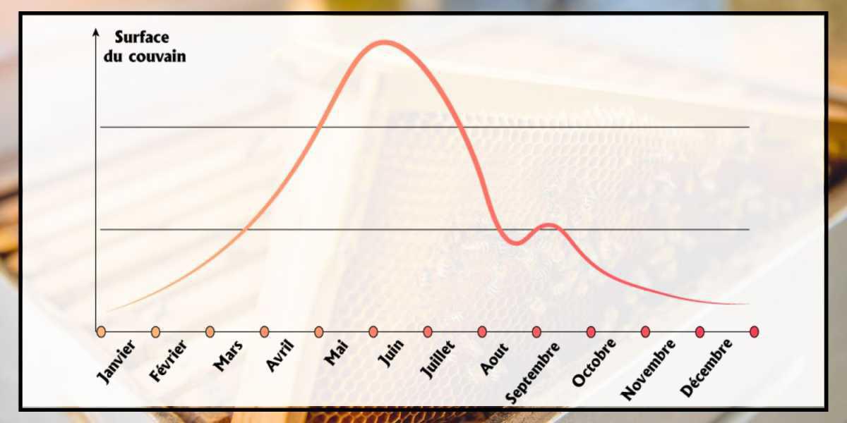 Quand et où placer un nouveau cadre ciré dans une ruche ? Quand et où placer un nouveau cadre ciré dans une ruche ?