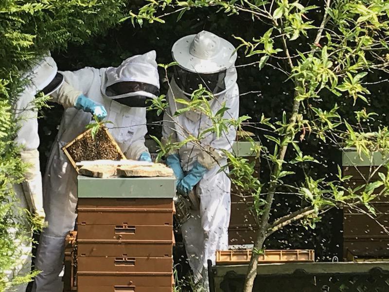 Rucher des Arènes Rucher des Arènes