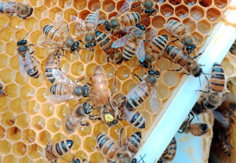 Le Rucher Pedousseau Le Rucher Pedousseau