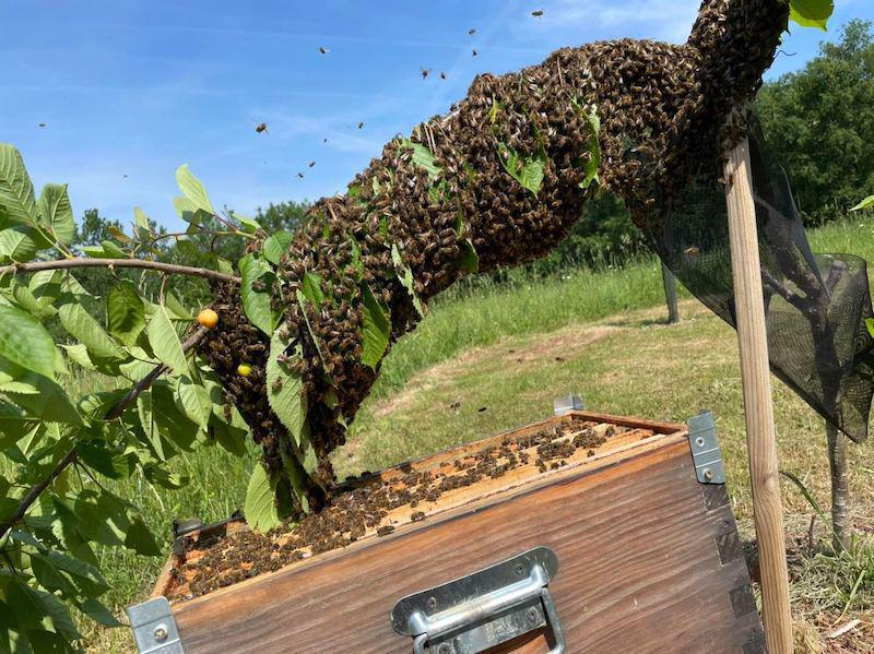 Le Rucher de Noah Le Rucher de Noah