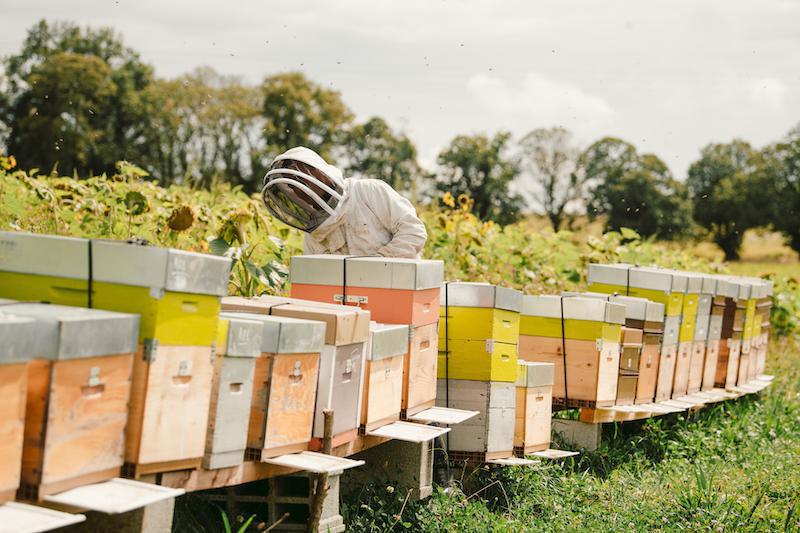 Le Rucher de Noah Le Rucher de Noah