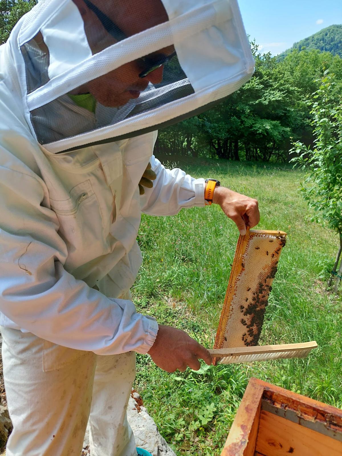 Le rucher de l’Alpe Le rucher de l’Alpe