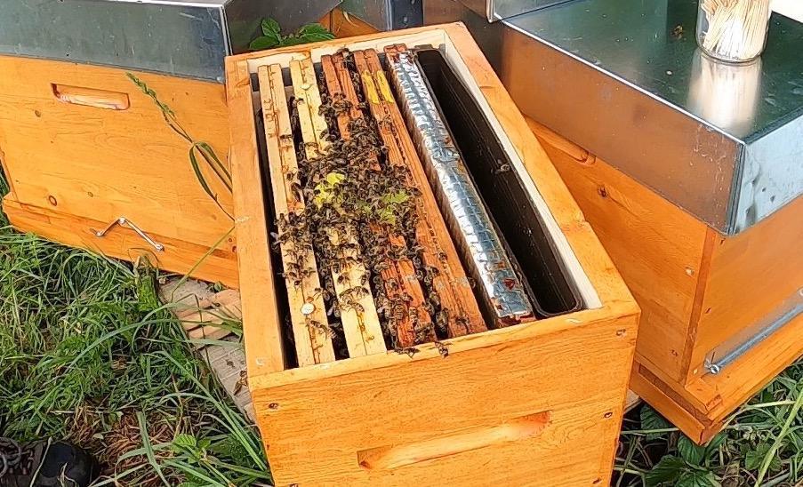 Introduction d'une reine fécondée - 7 conseils pour éviter les problèmes ! Introduction d'une reine fécondée - 7 conseils pour éviter les problèmes !