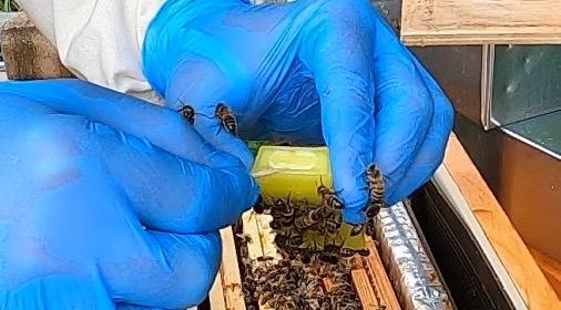 Introduction d'une reine fécondée - 7 conseils pour éviter les problèmes ! Introduction d'une reine fécondée - 7 conseils pour éviter les problèmes !