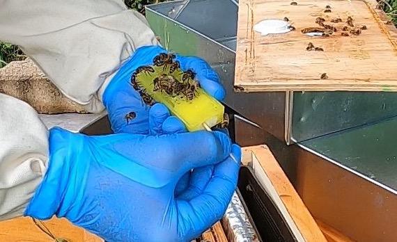 Introduction d'une reine fécondée - 7 conseils pour éviter les problèmes ! Introduction d'une reine fécondée - 7 conseils pour éviter les problèmes !