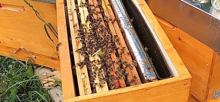 Introduction d'une reine fécondée - 7 conseils pour éviter les problèmes ! Introduction d'une reine fécondée - 7 conseils pour éviter les problèmes !