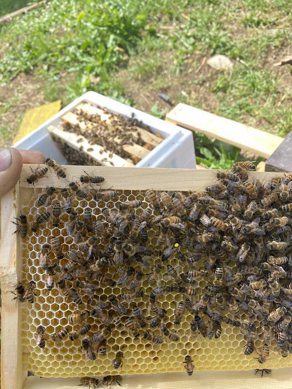 Le rucher de Waville Le rucher de Waville