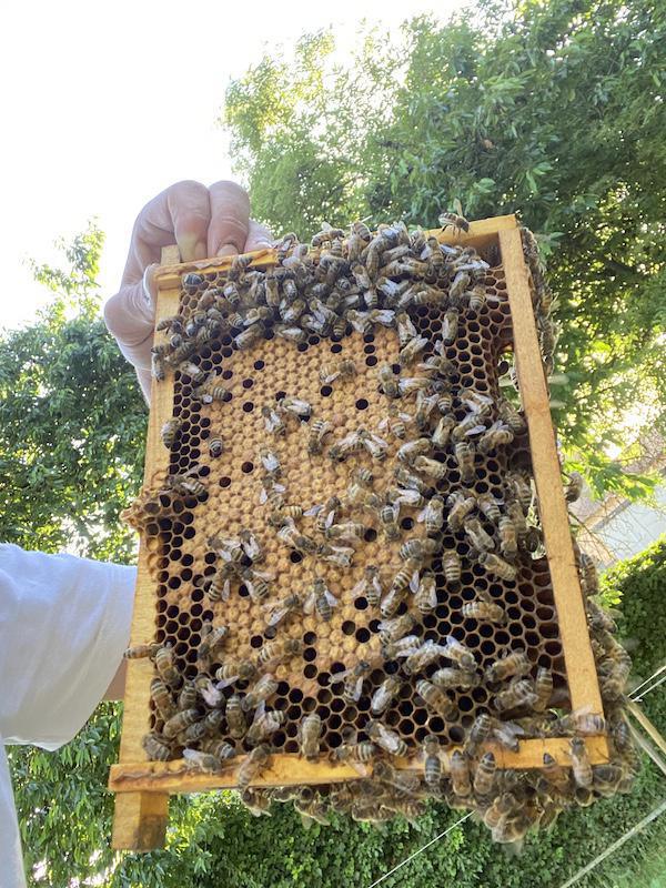 Le rucher de Waville Le rucher de Waville