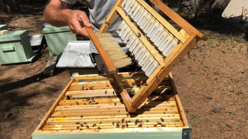 Les Abeilles De Fred07 Les Abeilles De Fred07