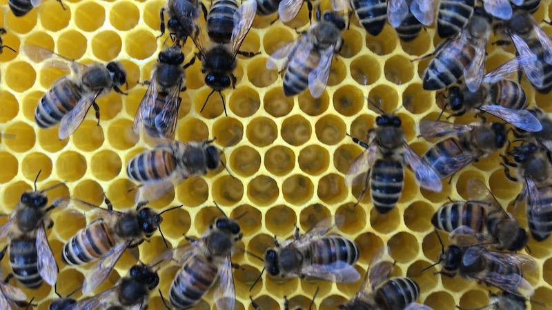 Les Abeilles De Fred07 Les Abeilles De Fred07