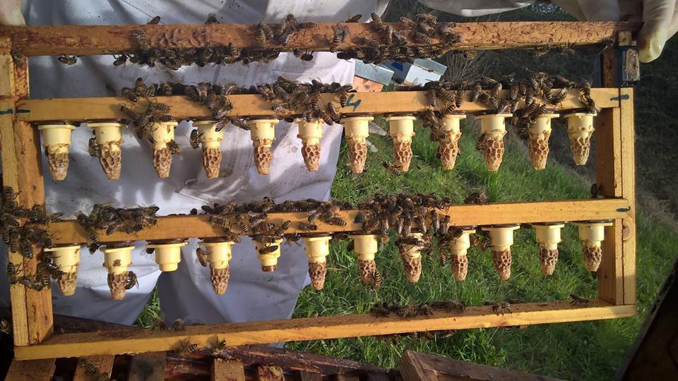 L'Abeille du Pays de Bray L'Abeille du Pays de Bray