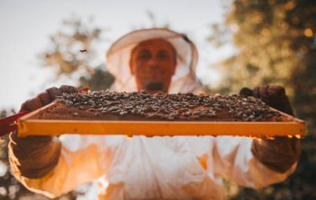 L'Abeille du Pays de Bray L'Abeille du Pays de Bray