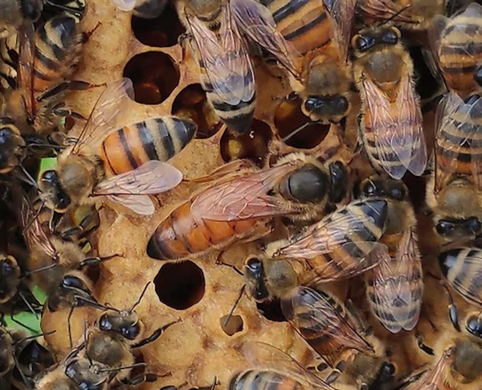 L'Abeille du Pays de Bray L'Abeille du Pays de Bray