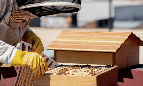 La Ruche'Tic à Le Bousquet-d’Orb (Herault) La Ruche'Tic à Le Bousquet-d’Orb (Herault)