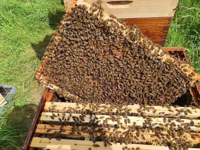 Le rucher de timo Le rucher de timo