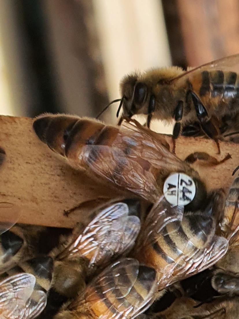 Cobee les Butineuses de la Salmonais Cobee les Butineuses de la Salmonais