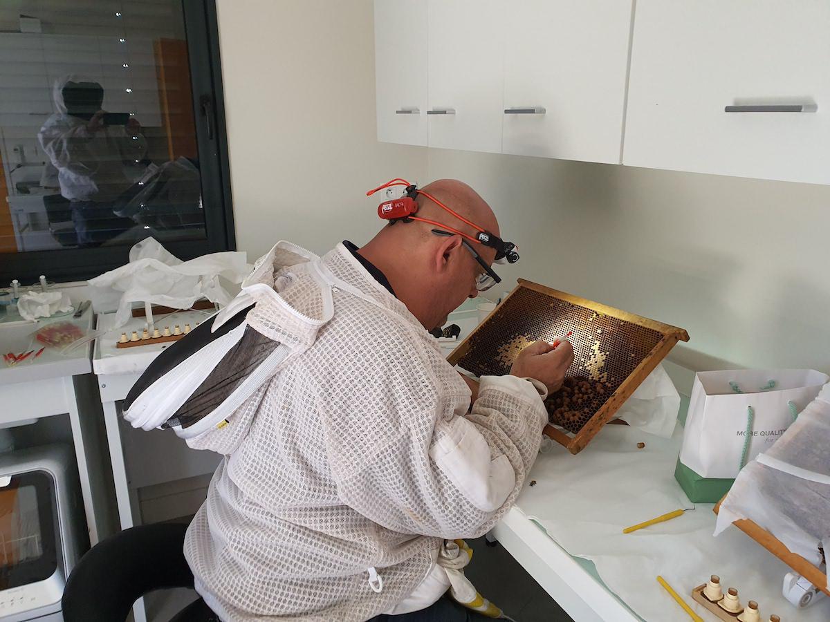 Cobee les Butineuses de la Salmonais Cobee les Butineuses de la Salmonais