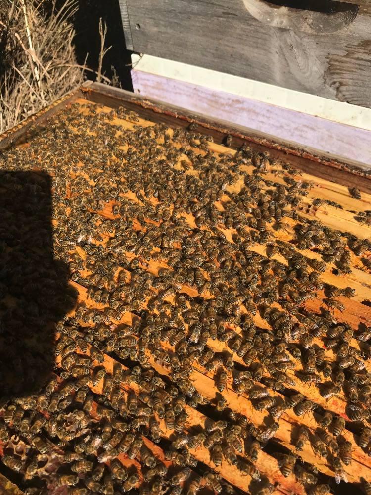 Made by bee's france Made by bee's france