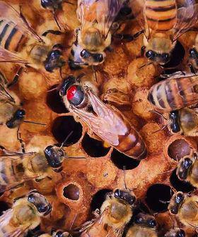 Made by bee's france Made by bee's france