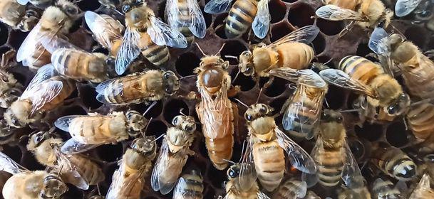 Made by bee's france Made by bee's france