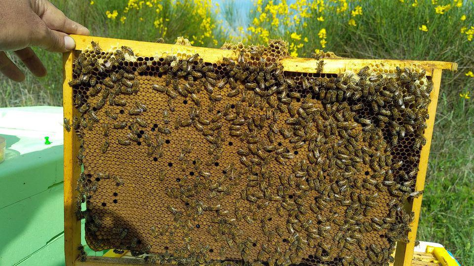 Juka apiculture