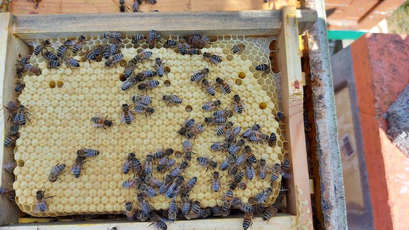 Les Ruchers des Halbrans Les Ruchers des Halbrans