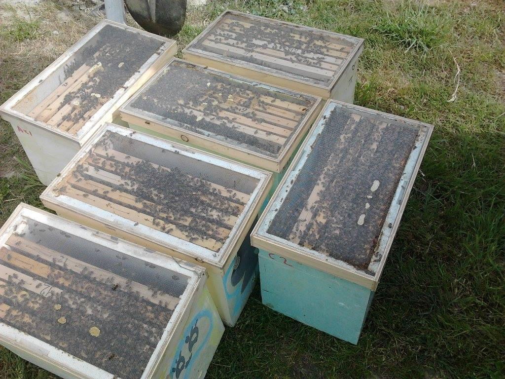 Les Ruchers des Halbrans Les Ruchers des Halbrans