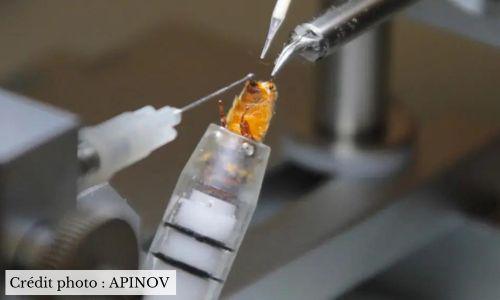 Reine Buckfast F0 inséminée - Où en acheter et leurs caractéristiques ? Reine Buckfast F0 inséminée - Où en acheter et leurs caractéristiques ?