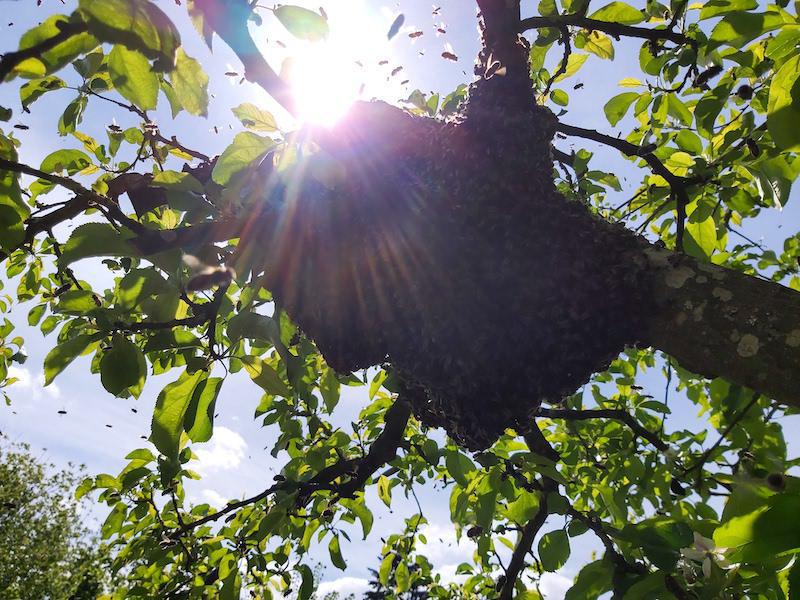 Le Rucher La Piquerie Le Rucher La Piquerie