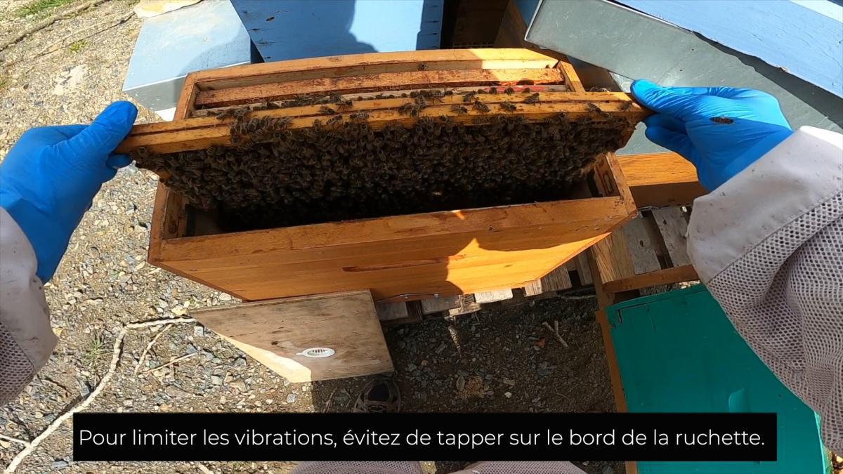 Réaliser un essaim artificiel sans le déplacer pour limiter l'essaimage en y introduisant une reine Réaliser un essaim artificiel sans le déplacer pour limiter l'essaimage en y introduisant une reine