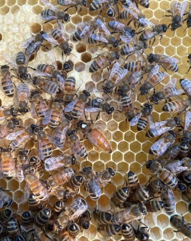 Le Rucher des sources Le Rucher des sources