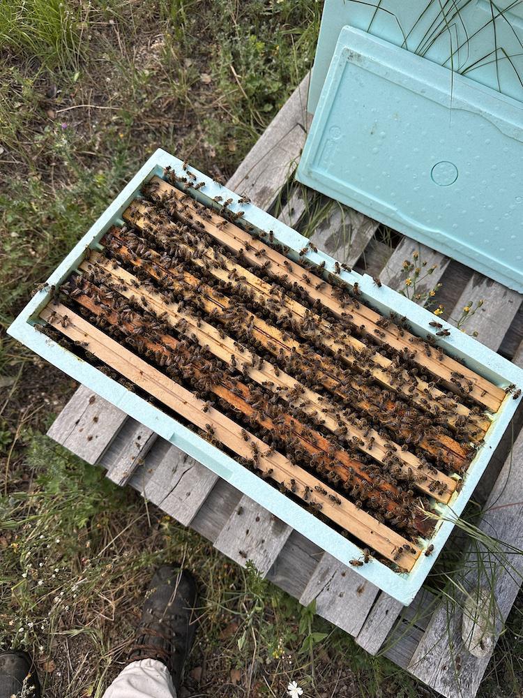 Le Rucher des sources Le Rucher des sources