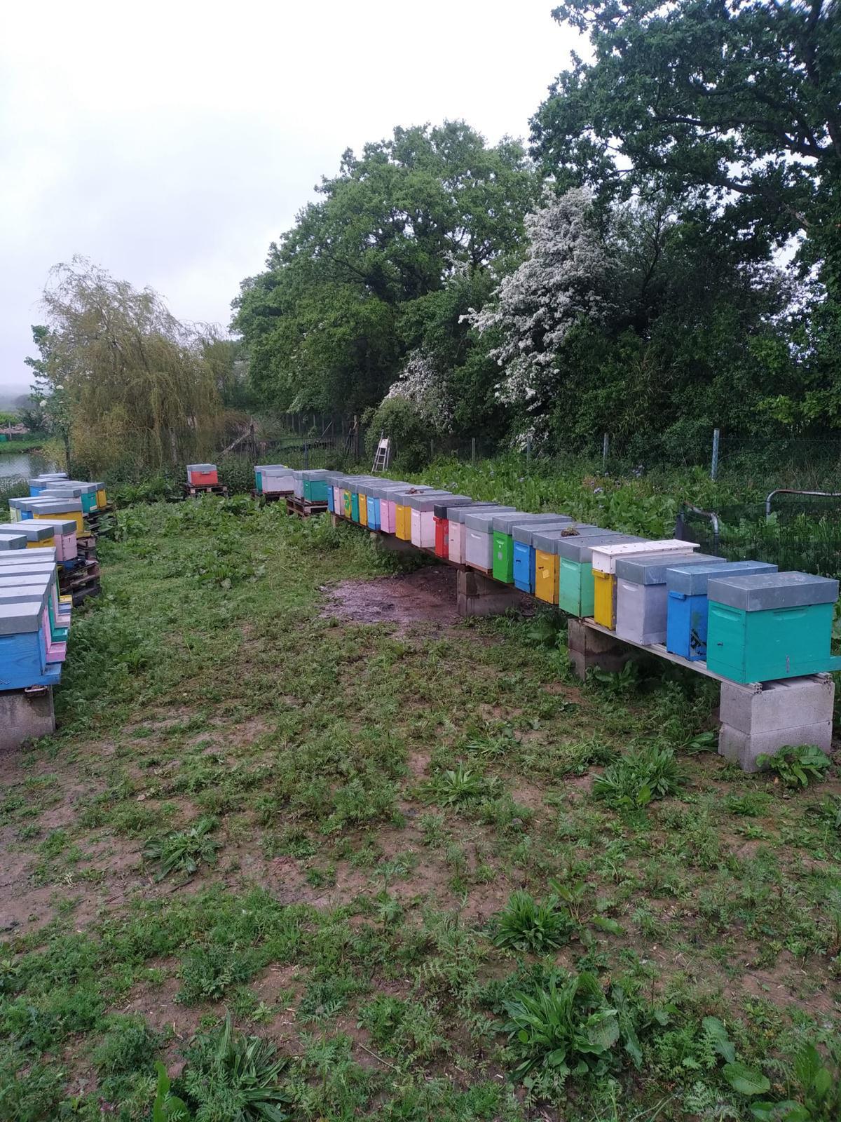 Les ruchers du parc Les ruchers du parc