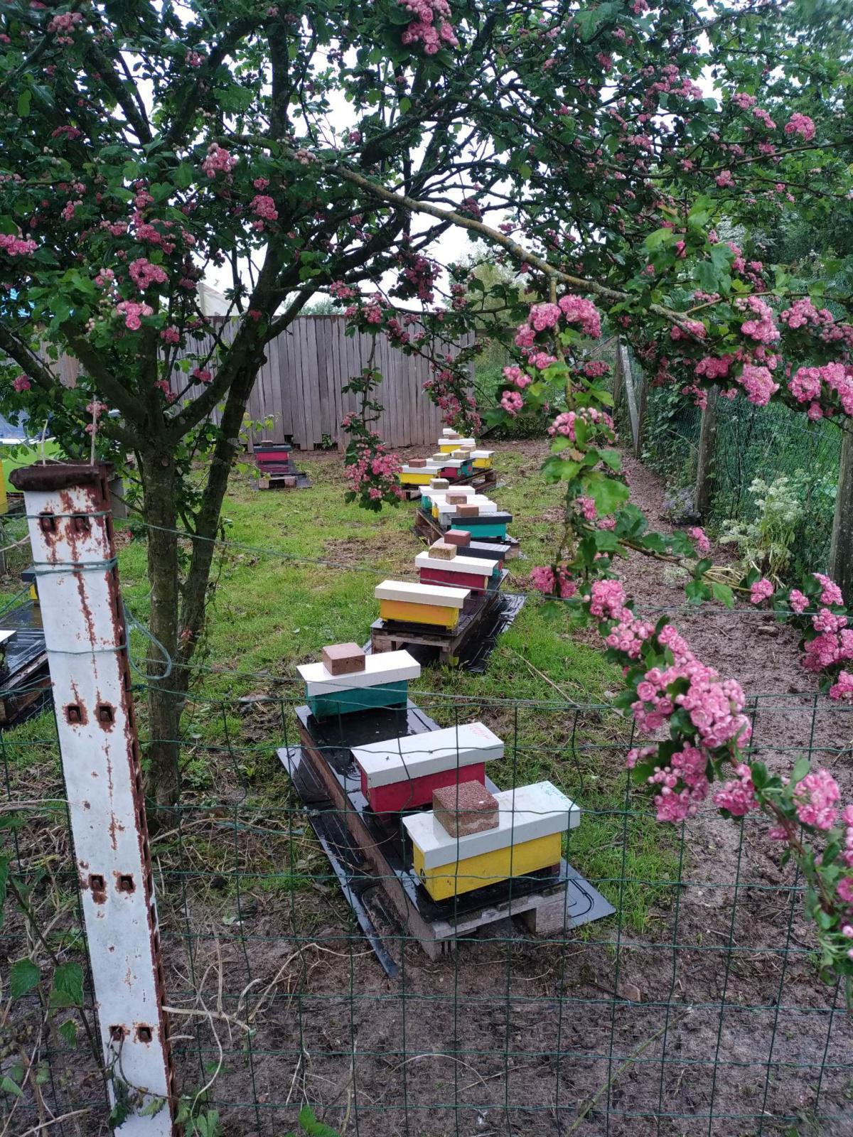 Les ruchers du parc Les ruchers du parc