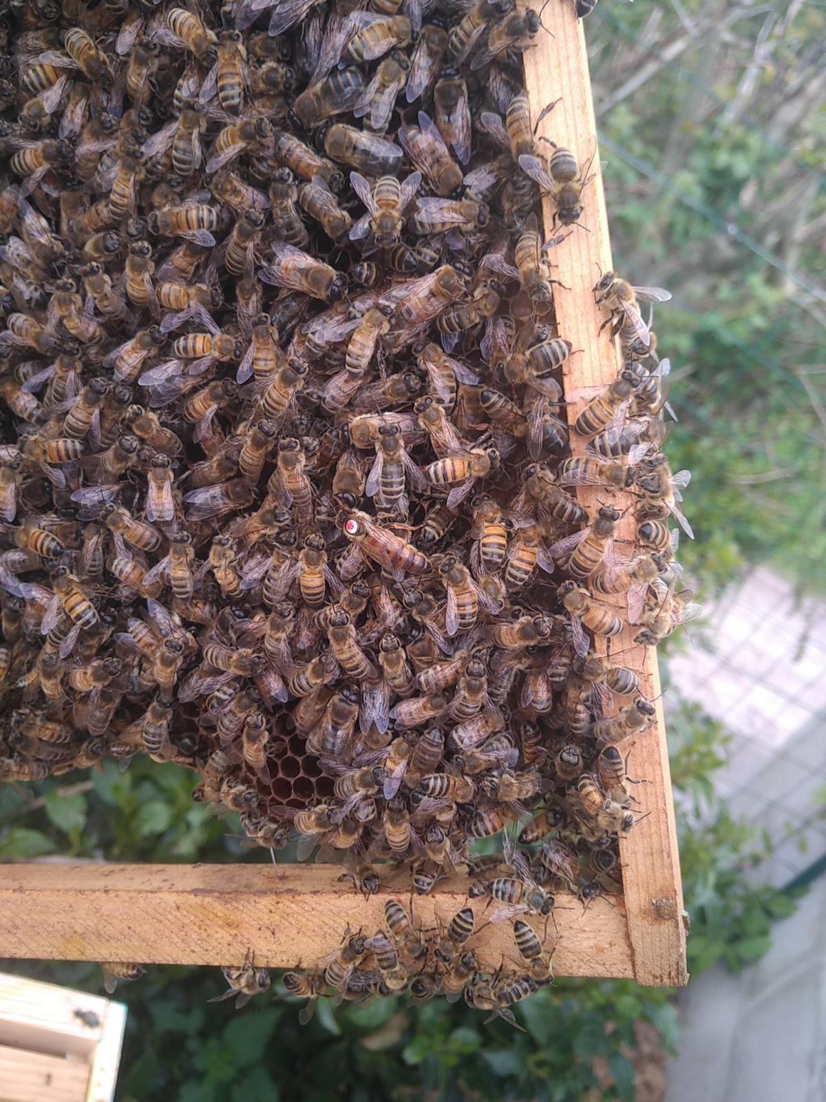 Les ruchers du parc