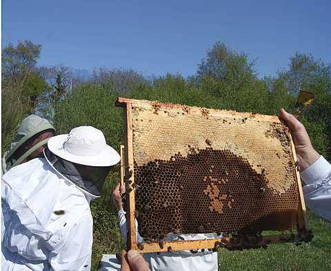 Abeille et Nature Abeille et Nature