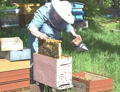 Abeille et Nature Abeille et Nature