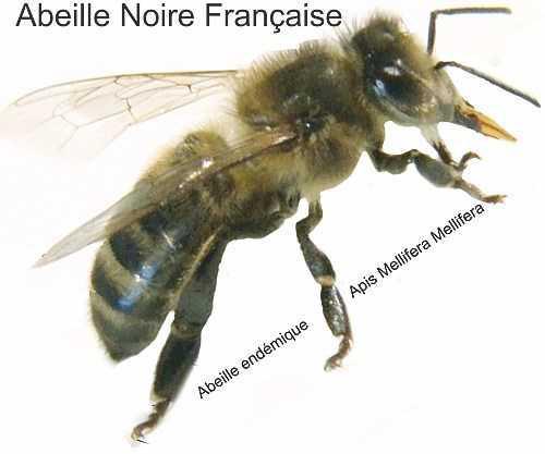Abeille et Nature Abeille et Nature