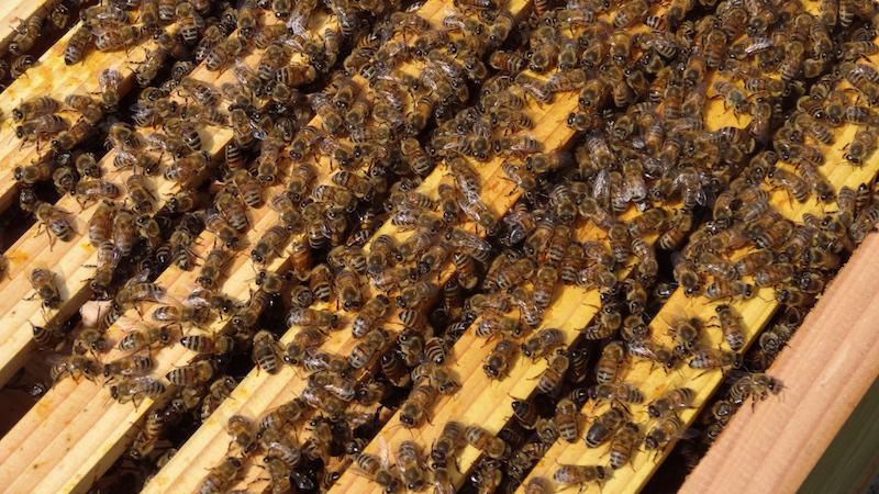 Apiculture Alexander Kröner Apiculture Alexander Kröner