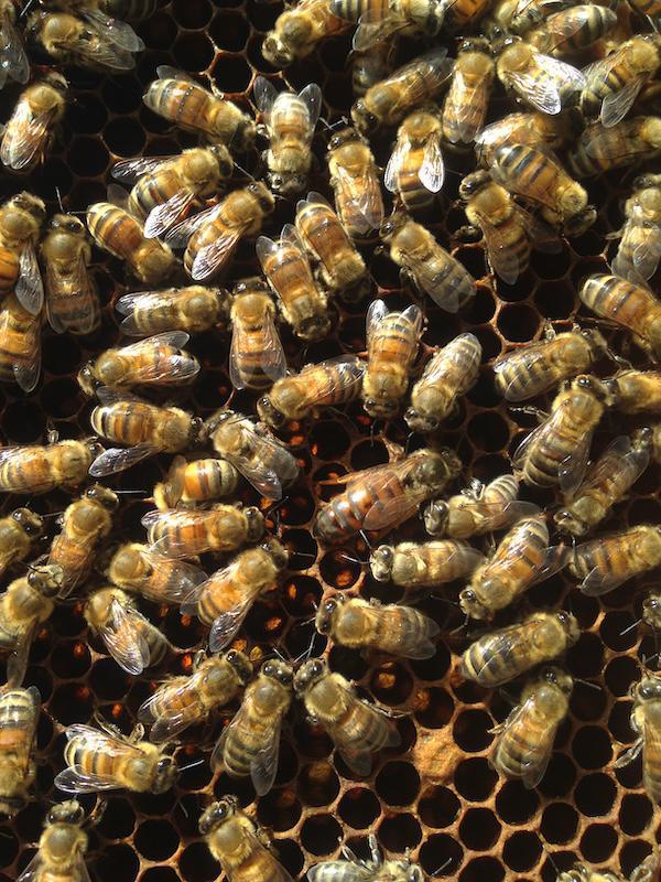 Les Butineuses Vagabondes Les Butineuses Vagabondes