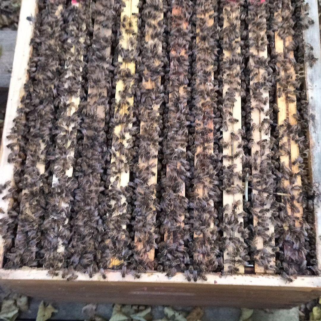 Miel des Butineuses  Miel des Butineuses