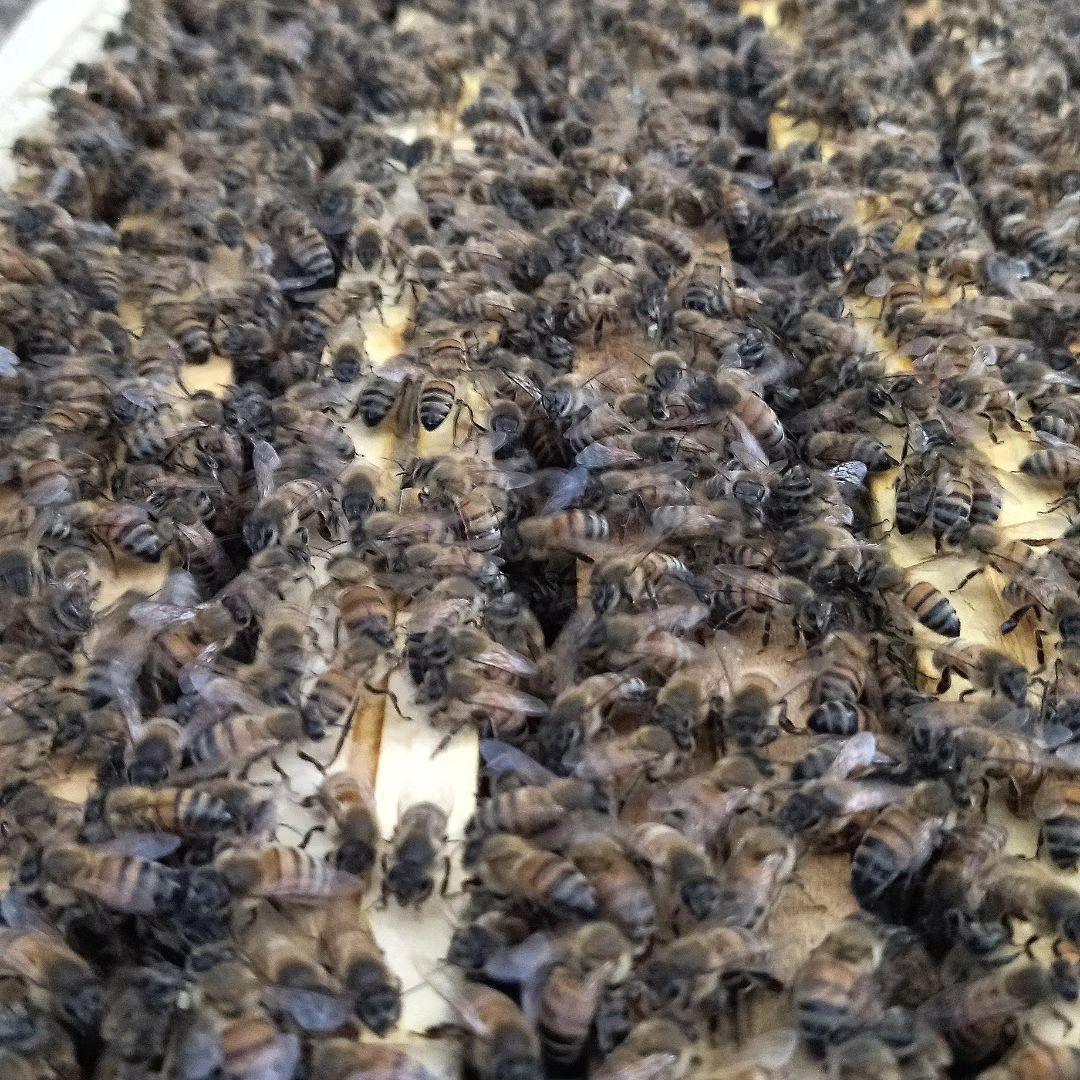 Miel des Butineuses  Miel des Butineuses