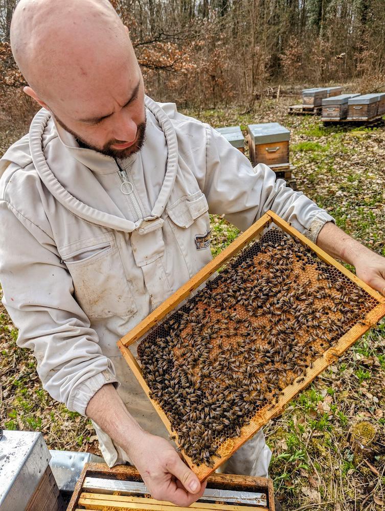 Rucher du grand saule Rucher du grand saule