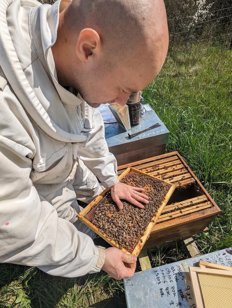 Rucher du grand saule Rucher du grand saule
