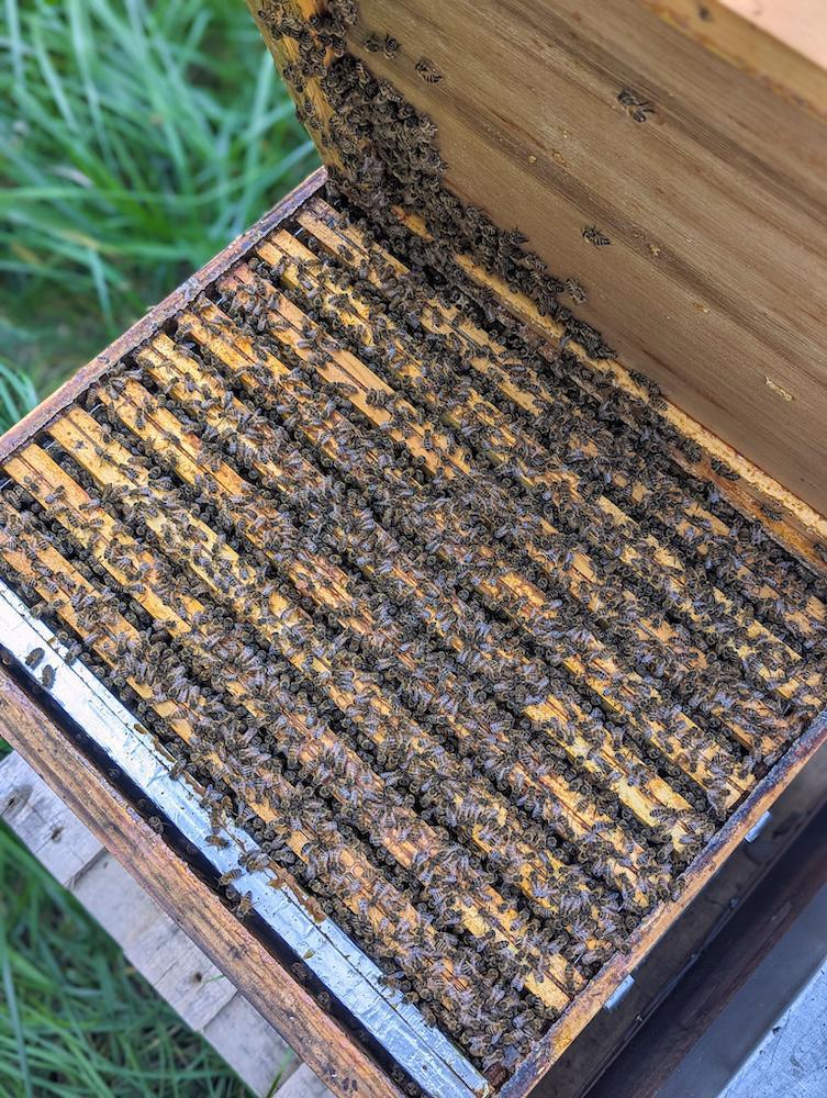 Rucher du grand saule Rucher du grand saule