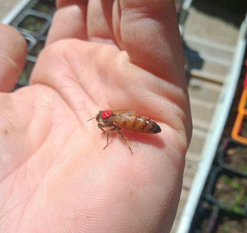 La Reine Jaune La Reine Jaune
