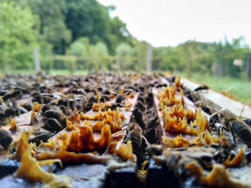 Rucher Merodegoud Rucher Merodegoud