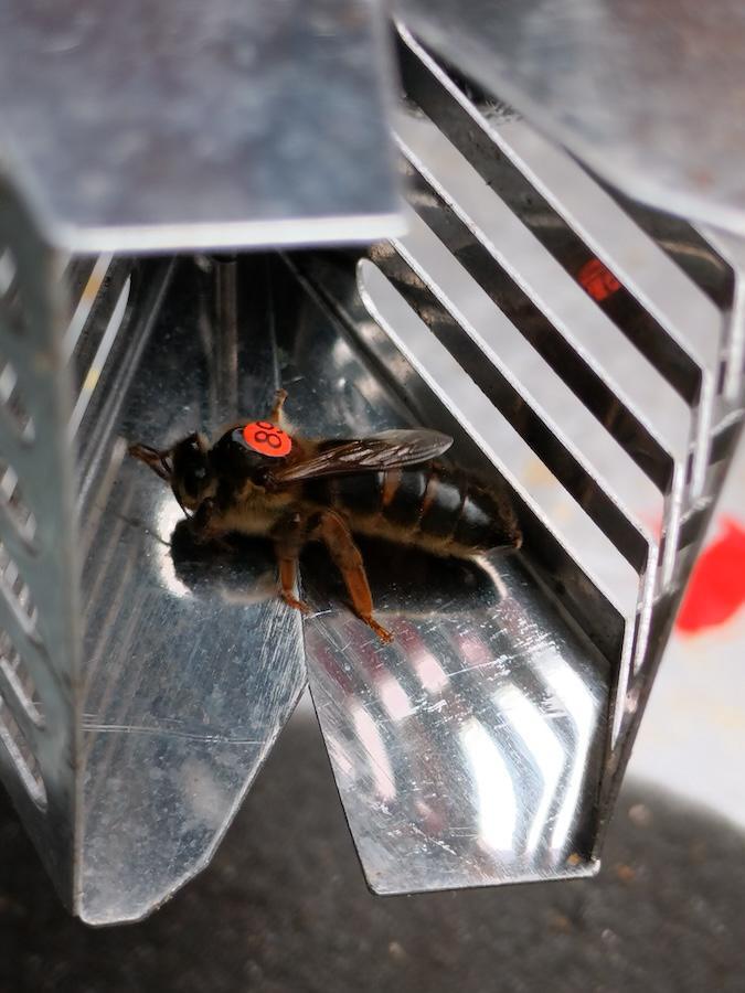 Rucher Merodegoud Rucher Merodegoud